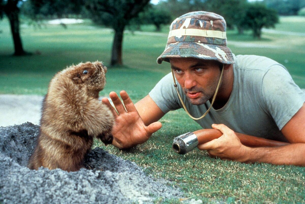 Bill Murray eye to eye with a gopher in a scene from the film 'Caddyshack', directed by Harold Ramis, 1980. Pic: Orion Pictures/Getty Images
