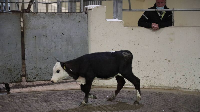 Beef Report: Prices offered this week reduced by a further 5 cents/kg