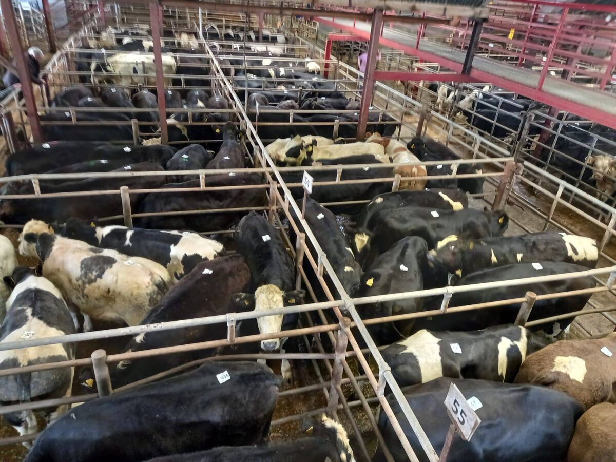 Some of the 540 animals on sale at Kanturk mart on Tuesday.