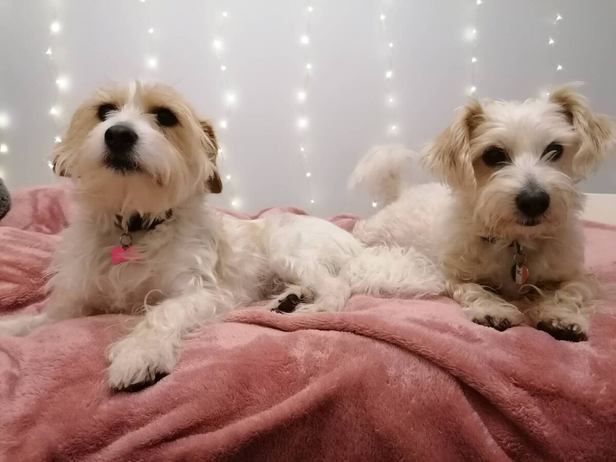 Bella and Buster at home. 