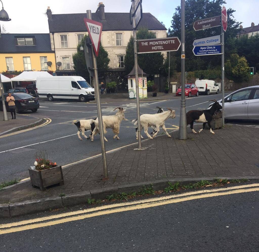 At least five or six of them were spotted earlier after getting loose outside the Montenotte Hotel on the Middle Glanmire Road. Picture: @_cinnamomroll/Twitter
