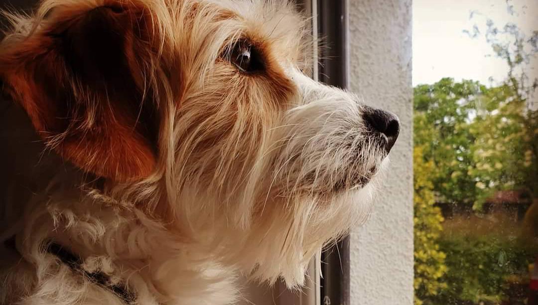 How to prepare a dog for your return to the workplace