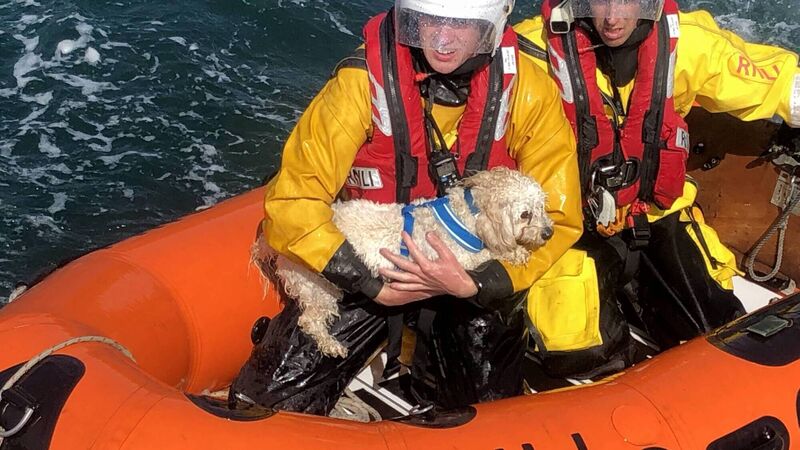 Watch: RNLI rescue Ellie the dog after fall from Waterford cliff