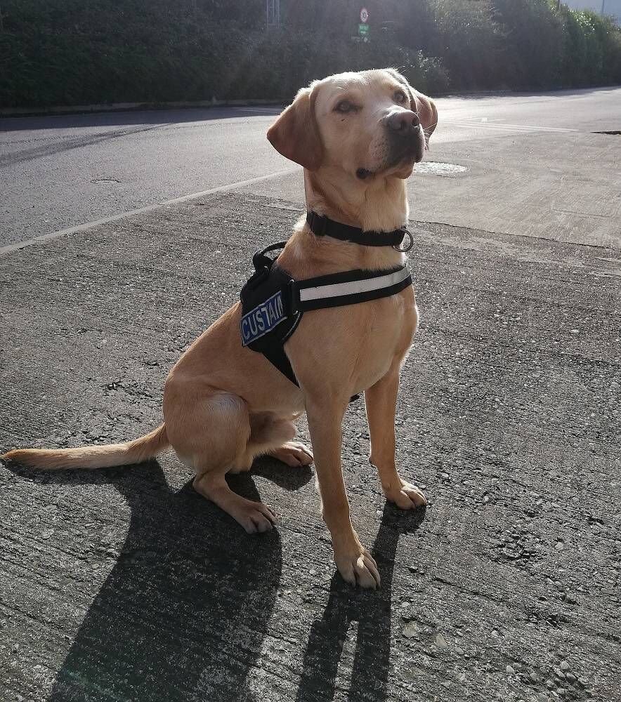 The illegal drugs were discovered, with the assistance of detector dog Bailey. The illegal drugs were discovered, with the assistance of detector dog Bailey.