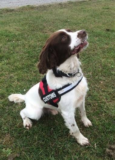 Detector dog Bill is suited to multi-scent training and can pick up the whiff of cash, tobacco, cigarettes, and cannabis. Detector dog Bill is suited to multi-scent training and can pick up the whiff of cash, tobacco, cigarettes, and cannabis.