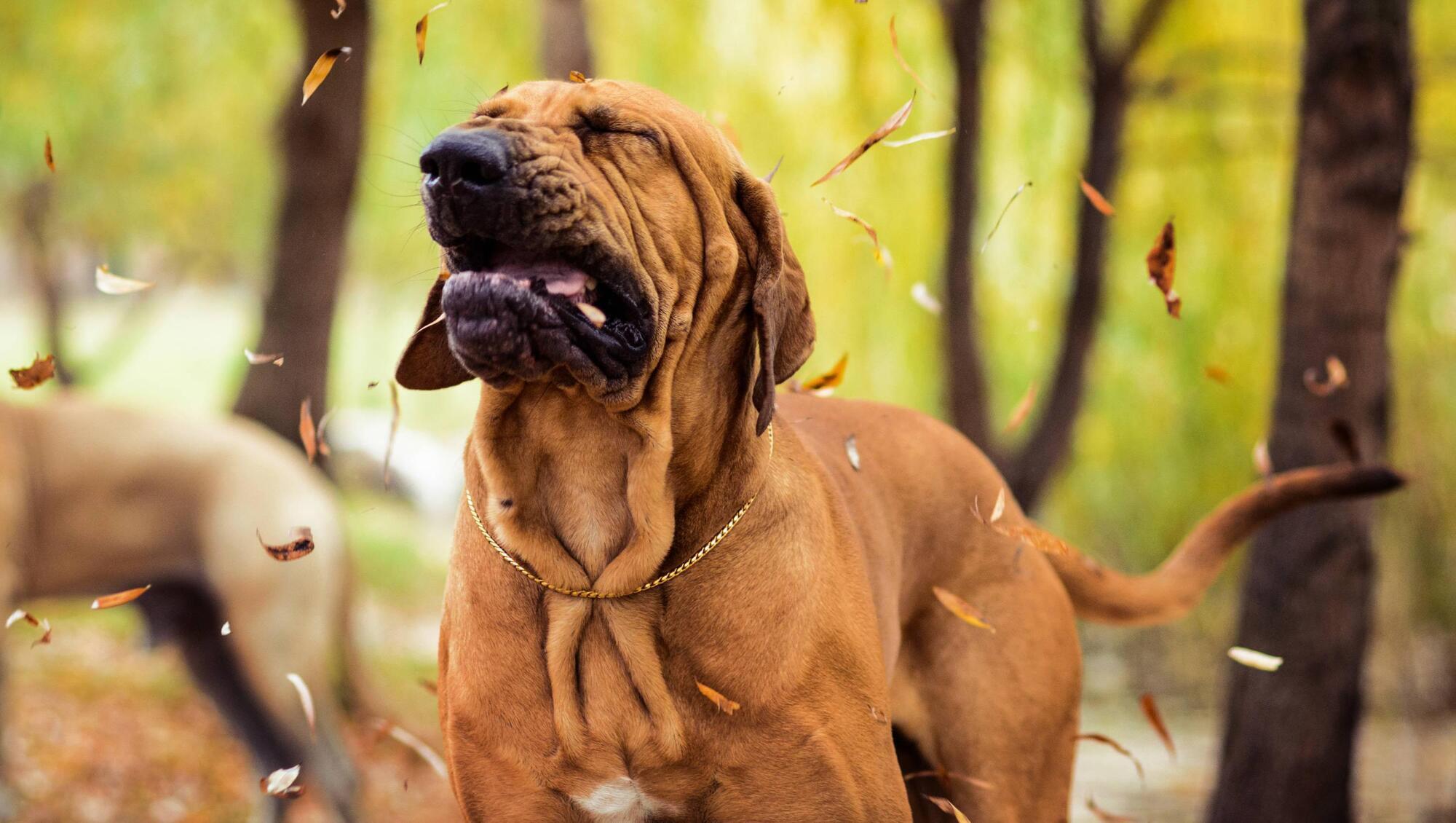 Pete the Vet: How to tell if sneezing and coughing is a sign of a serious pet problem