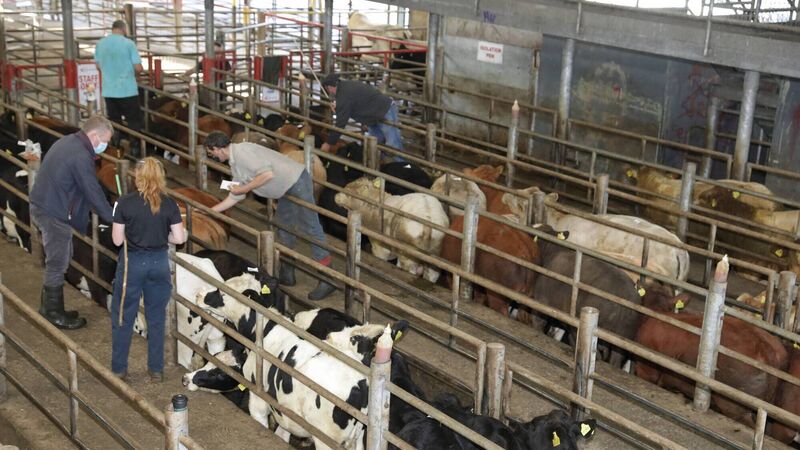 Farming Advice: Weaning early spring-born calves