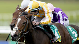 <p>Pretty Gorgeous, ridden by Shane Crosse. Photo: Alan Crowhust/PA</p>