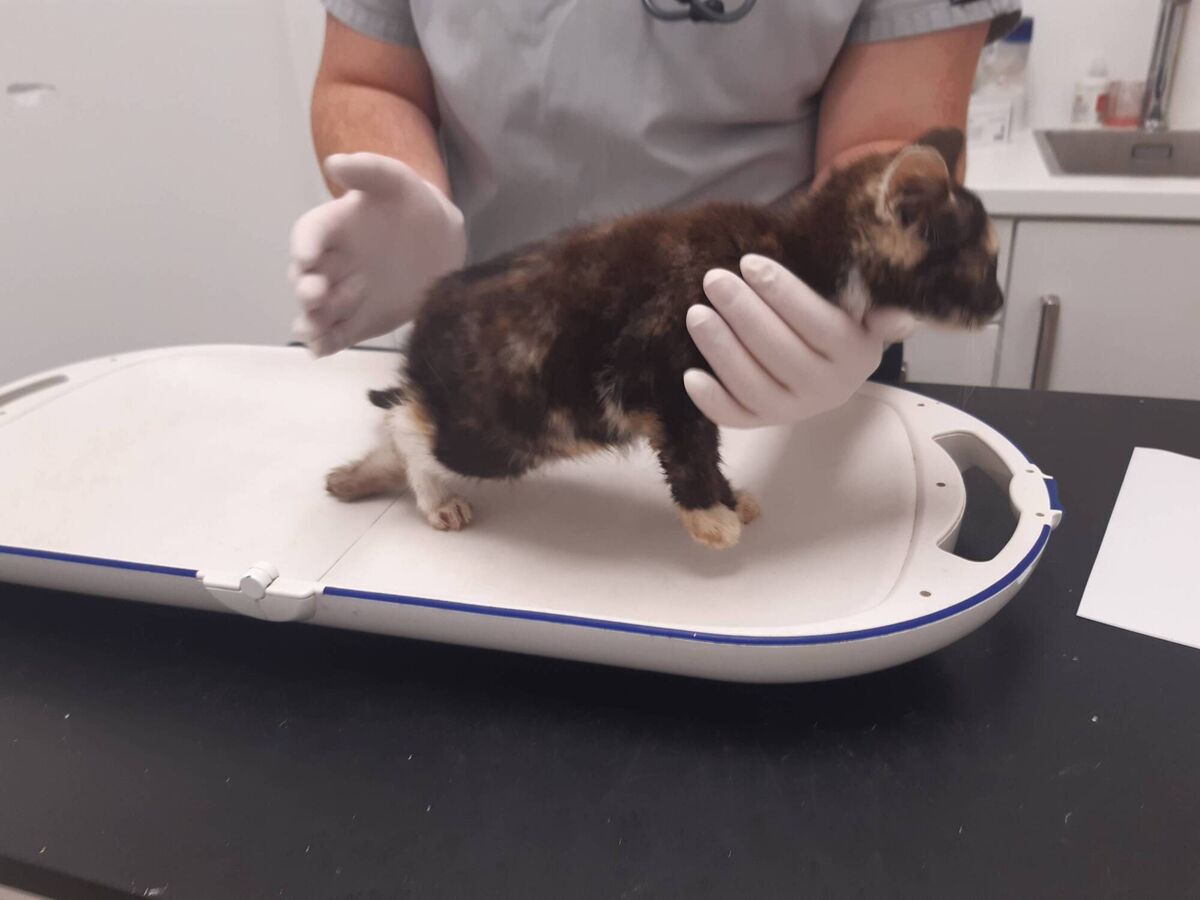 Animal Welfare Inspector Elaine Reynolds located the kitten hiding under an old building and took it for immediate veterinary assessment where it was found that her left hind leg was dislocated