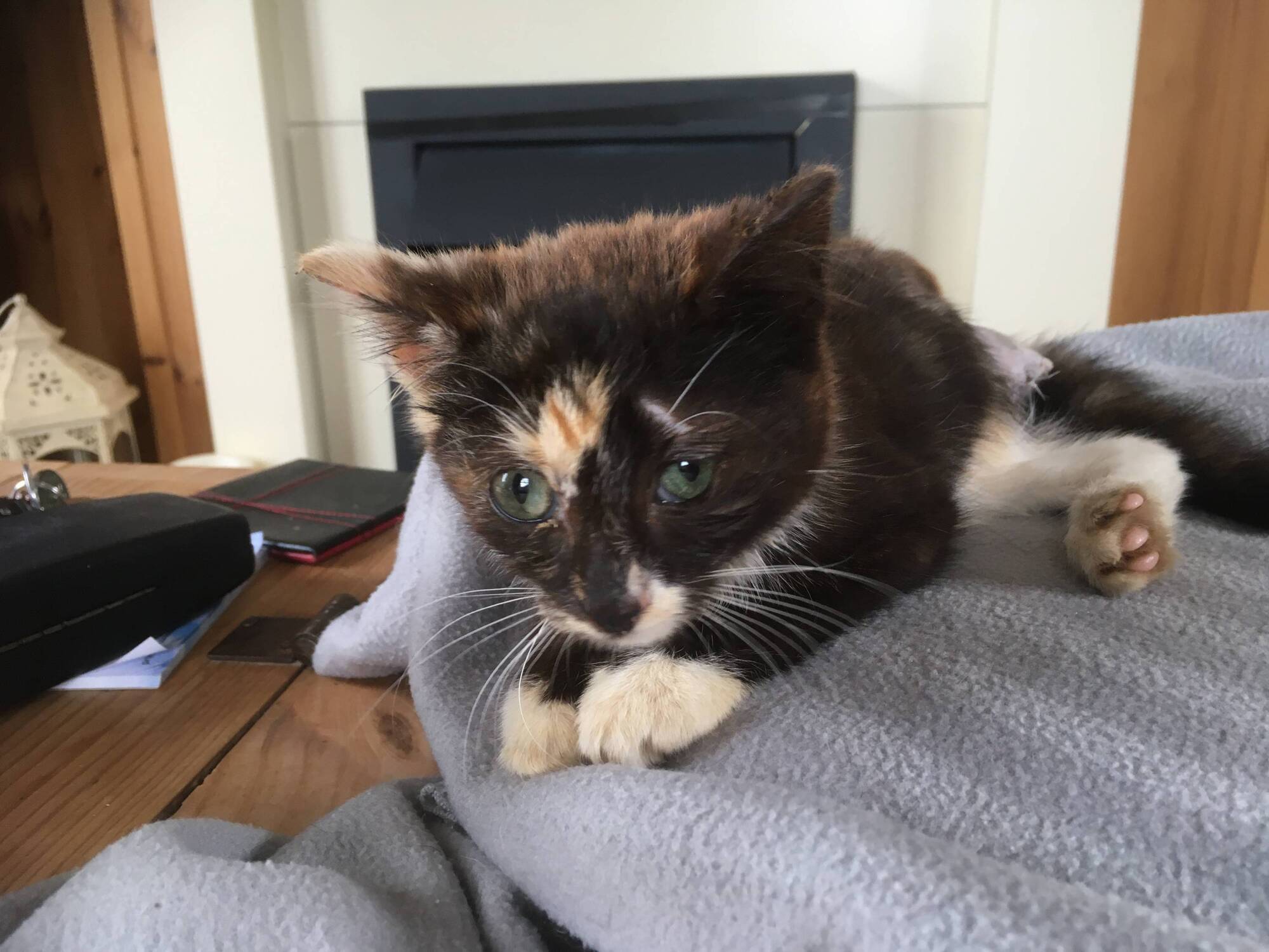 Do you recognise calico kitten 'Burren'?