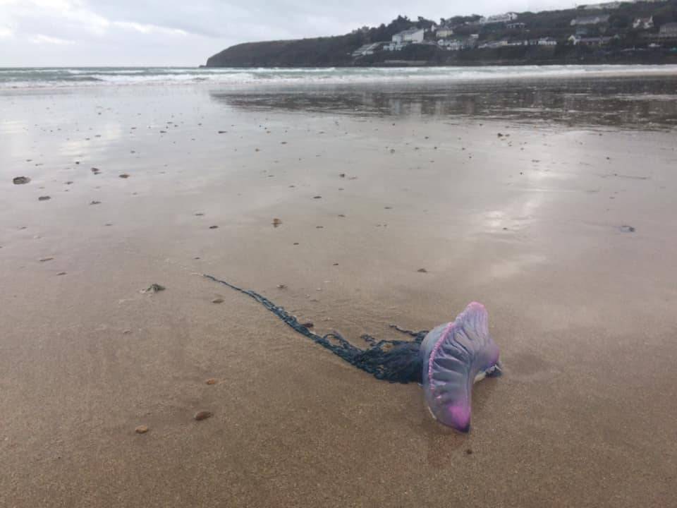 Beachgoers warned Portuguese man o' war spotted on Waterford strand