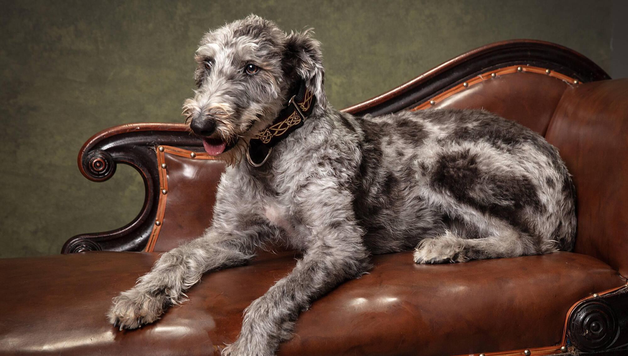 Is your furry friend the 2021 Puppy of the Year?