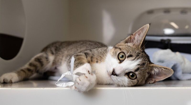 Cat Hospital returns for a new season – taking viewers inside Ireland’s first purpose built veterinary clinic that caters exclusively for cats. Picture: Darragh Kane Cat Hospital returns for a new season – taking viewers inside Ireland’s first purpose built veterinary clinic that caters exclusively for cats. Picture: Darragh Kane