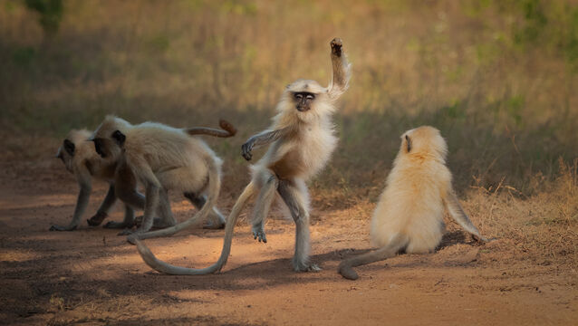 <p>Dancing Away To Glory shows a langur dancing in Tadoba Andhari Tiger Reserve, India. Picture: Sarosh Lodhi.<br/> </p>