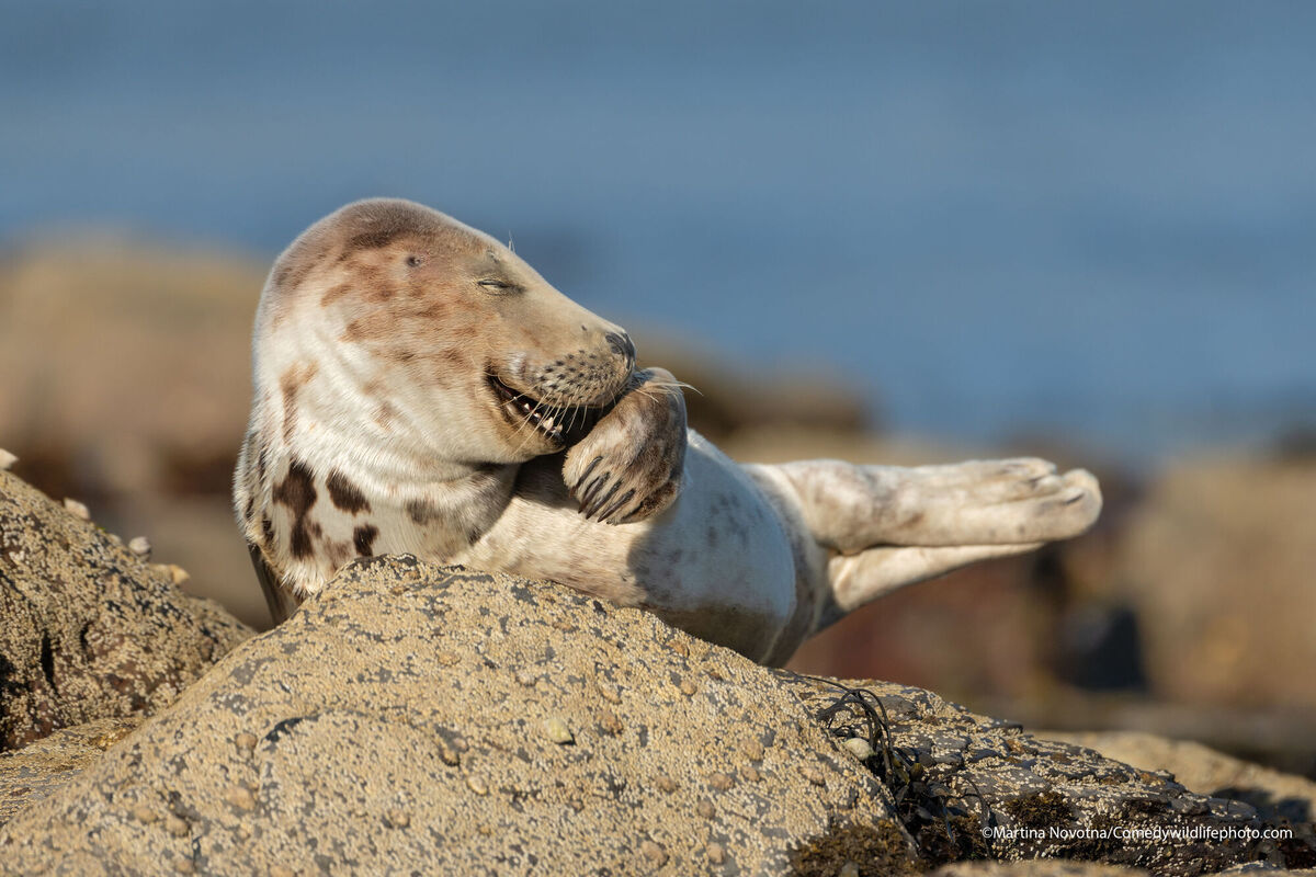 Grey seal pup laughing. Picture: Martina Novotna
