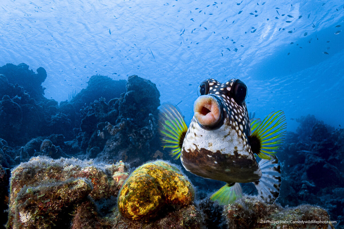  Sweet lips are for kissing! Picture: Philipp Stahr showing a box fish in Curacao, Dutch Caribbean.
