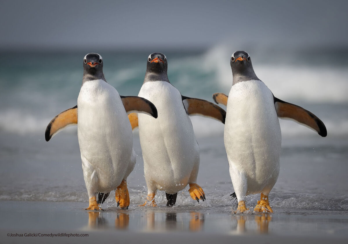 We're Too Sexy For This Beach. Picture: Joshua Galicki 