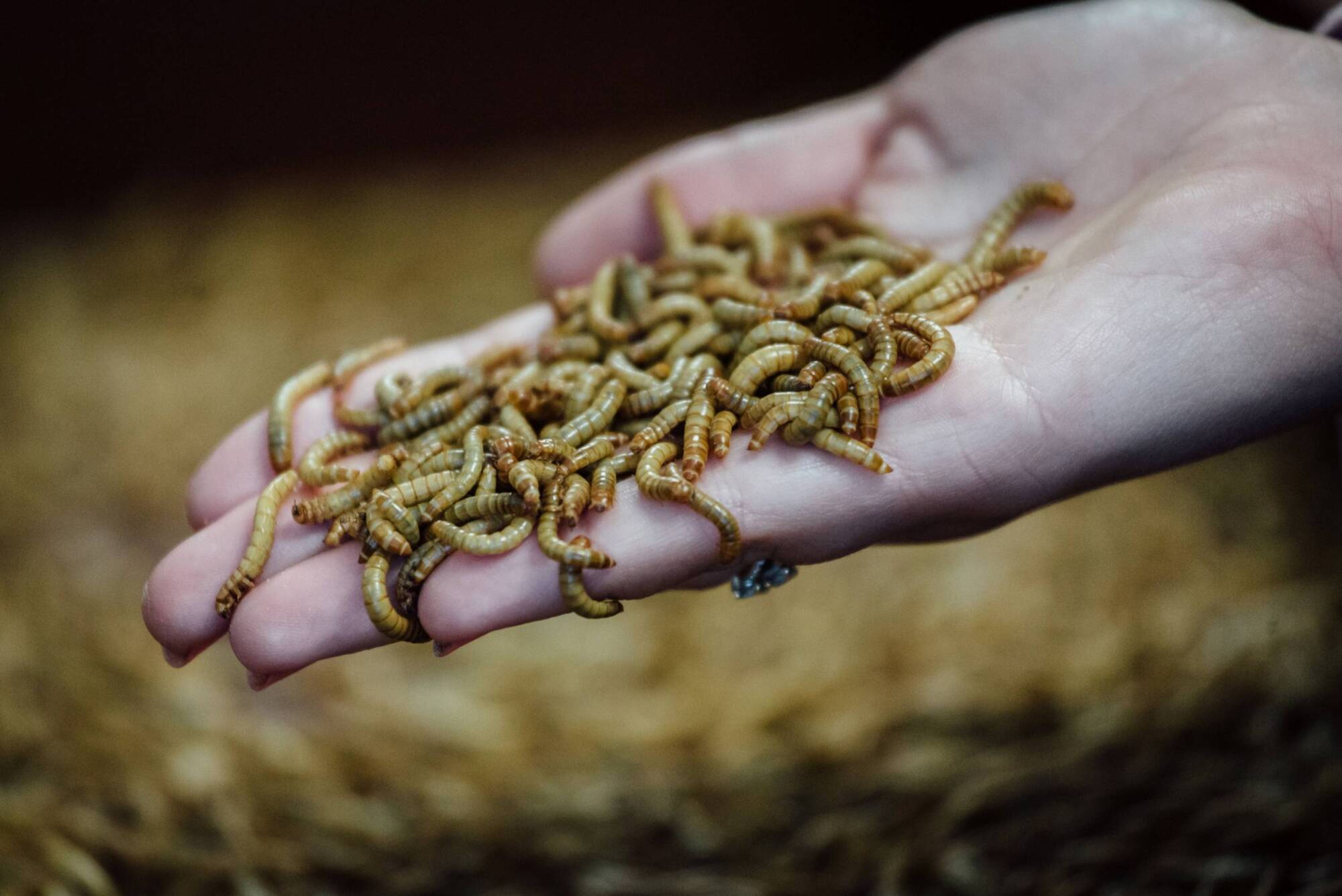 Europe’s pigs and chickens can now be fed bugs