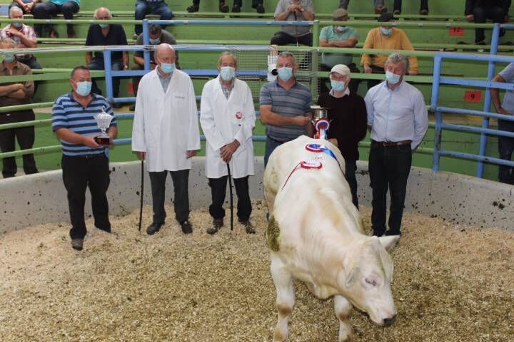 Thomas Murphy from Rockchapel with his Supreme Champion Belgian Blue weighing 415kg which dols for €1,320 pictured with Tadgh O’Leary and Peter Murphy of Boherbue Co-Op Creameries, John Cott Chairman of Kanturk Mart with Judges John and Ivor Jeffrey. Thomas Murphy from Rockchapel with his Supreme Champion Belgian Blue weighing 415kg which dols for €1,320 pictured with Tadgh O’Leary and Peter Murphy of Boherbue Co-Op Creameries, John Cott Chairman of Kanturk Mart with Judges John and Ivor Jeffrey.