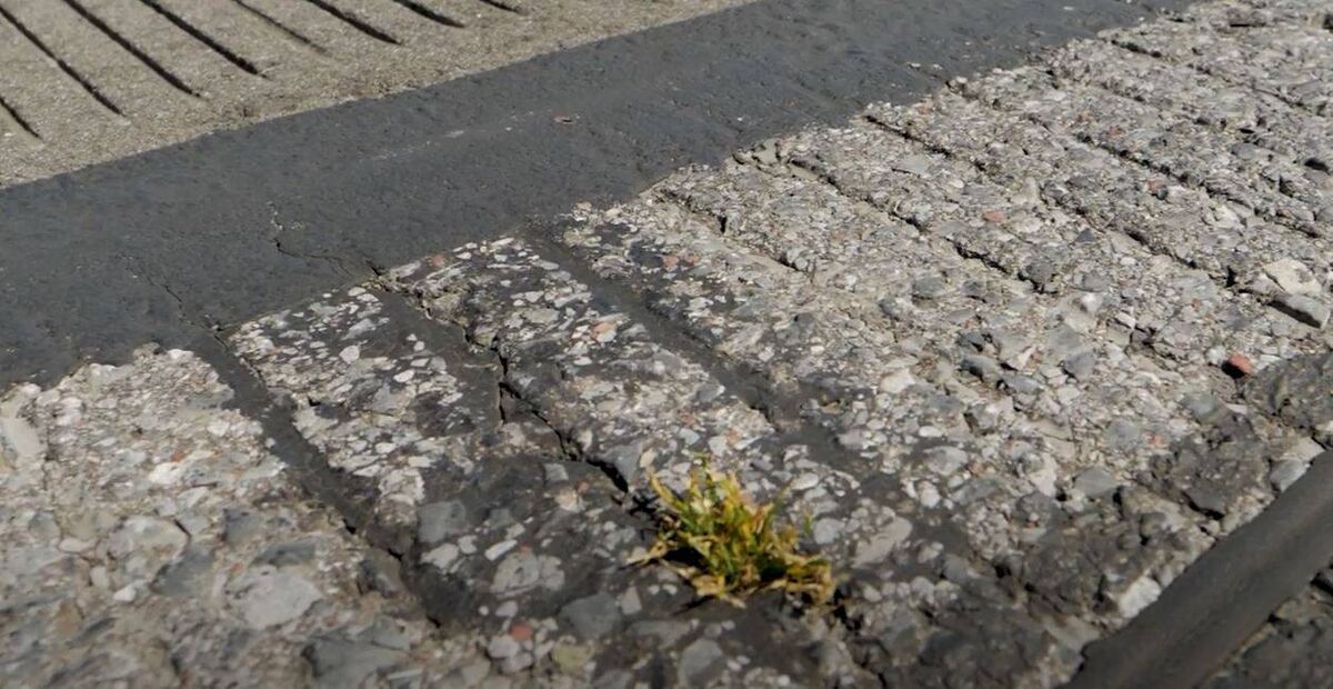 Weeds growing through some of the cracks on Cork Airport's main runway. Weeds growing through some of the cracks on Cork Airport's main runway.