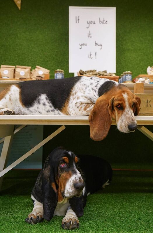 Basset Hounds Pudding and  inside Drool.