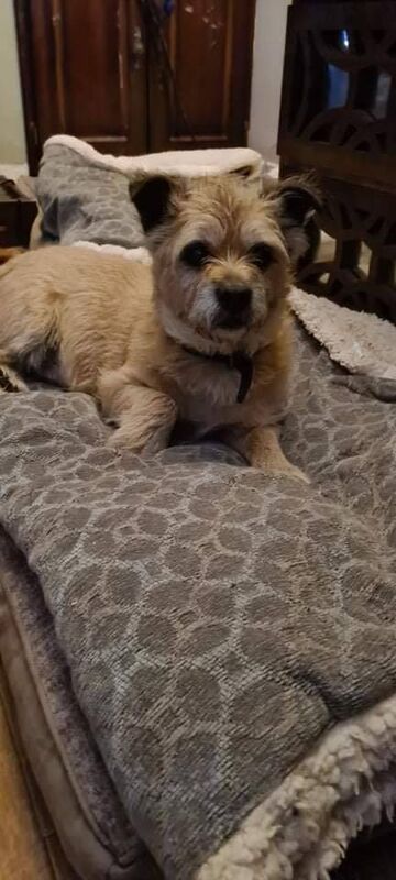 Henry, the 16 year old terrier owned by the O'Sullivan family.