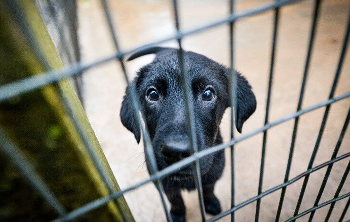 Breeding dogs to increase their cuteness can often lead to health issues for the puppies. 
