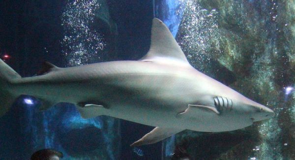 Girl, 10, survives shark attack in Australia