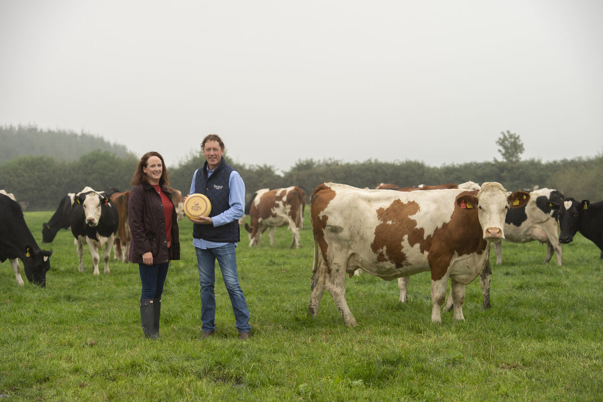 Norma and Tom Dinneen's Montbéliarde herd is synonymous with cheese production which is at the very heart of Bo Rua Farm in East Cork. Picture: Dan Linehan. Norma and Tom Dinneen's Montbéliarde herd is synonymous with cheese production which is at the very heart of Bo Rua Farm in East Cork. Picture: Dan Linehan.