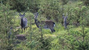 <p>Sika deer in Killarney - the small Japanese breed introduced in the 19th century by local landlords - have already begun whistling, signalling their annual rut is underway. Photo: Damien Eagers</p>