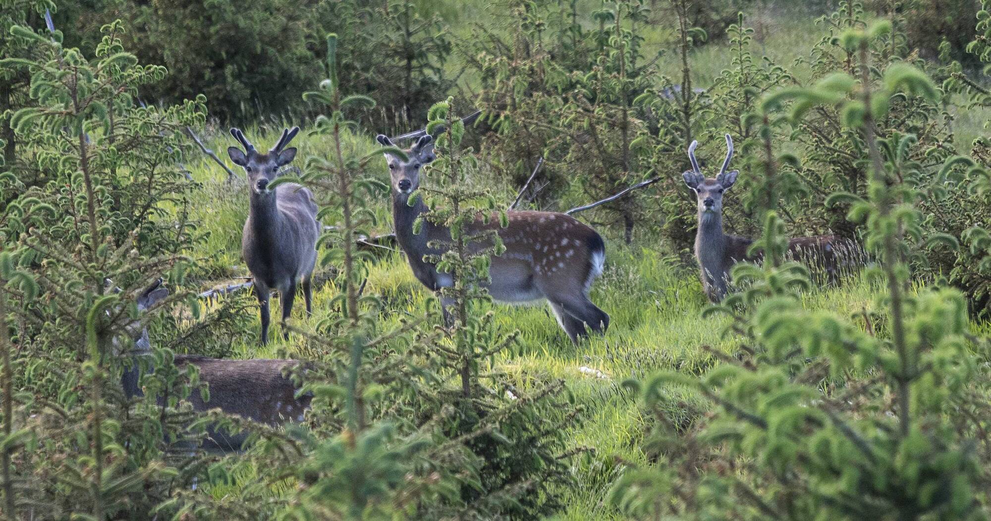 Motorists warned to watch out for deer in Kerry as rutting season starts