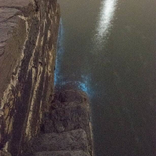 The bioluminescence lights up the sea at Derrynane where the absence of light pollution means clearer skies and greater visibility. Picture: Vincent Hyland of Wild Derrynane.