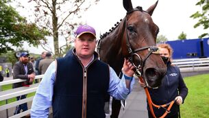 <p>Fancy Foundations &amp; Gordon Elliott after winning the Templehouse Lake Steeplechase earlier this week. Picture: Healy Racing</p>