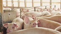 U.S. Pork Exports Spike With Swine Fever in Dominican Republic