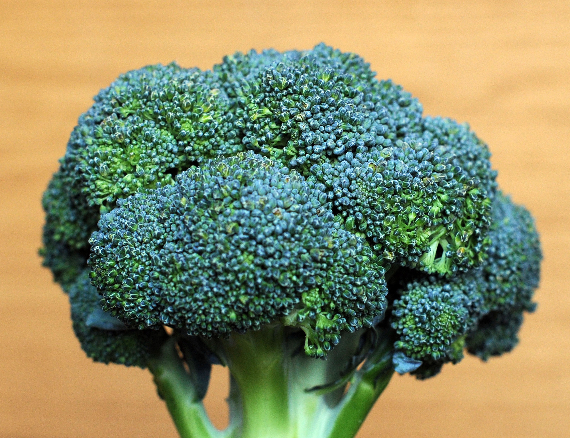 Bacteria may be to blame for kids' dislike of broccoli and sprouts 