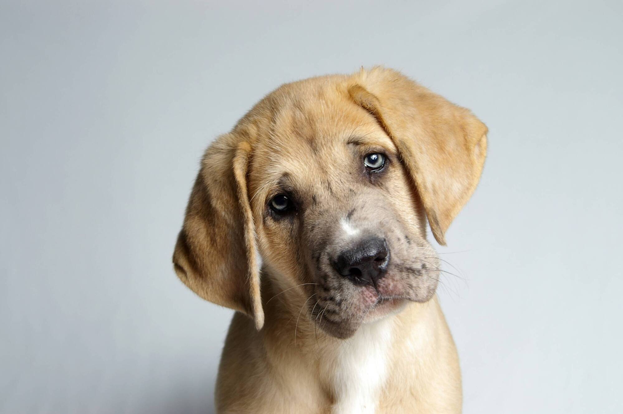 Pete the Vet: Is it okay not to neuter my pet?