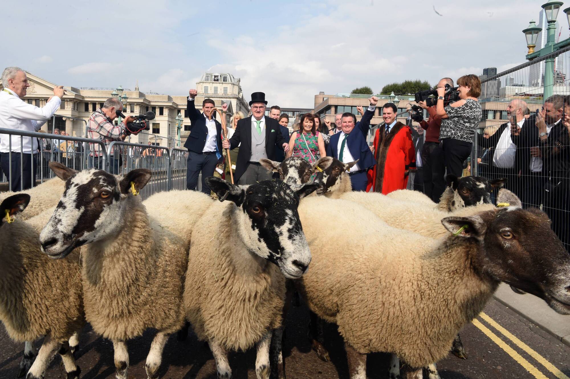 London bridge stops for Kerryman's sheep crossing