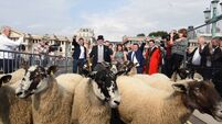 London bridge stops for Kerryman's sheep crossing