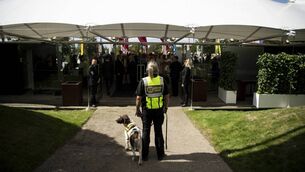 <p>A drug dog waits for the gates to open on the first day of Glorious Goodwood. 	<span class="contextmenu emphasis CaptionCredit">Picture: Edward Whitaker</span>
            </p>