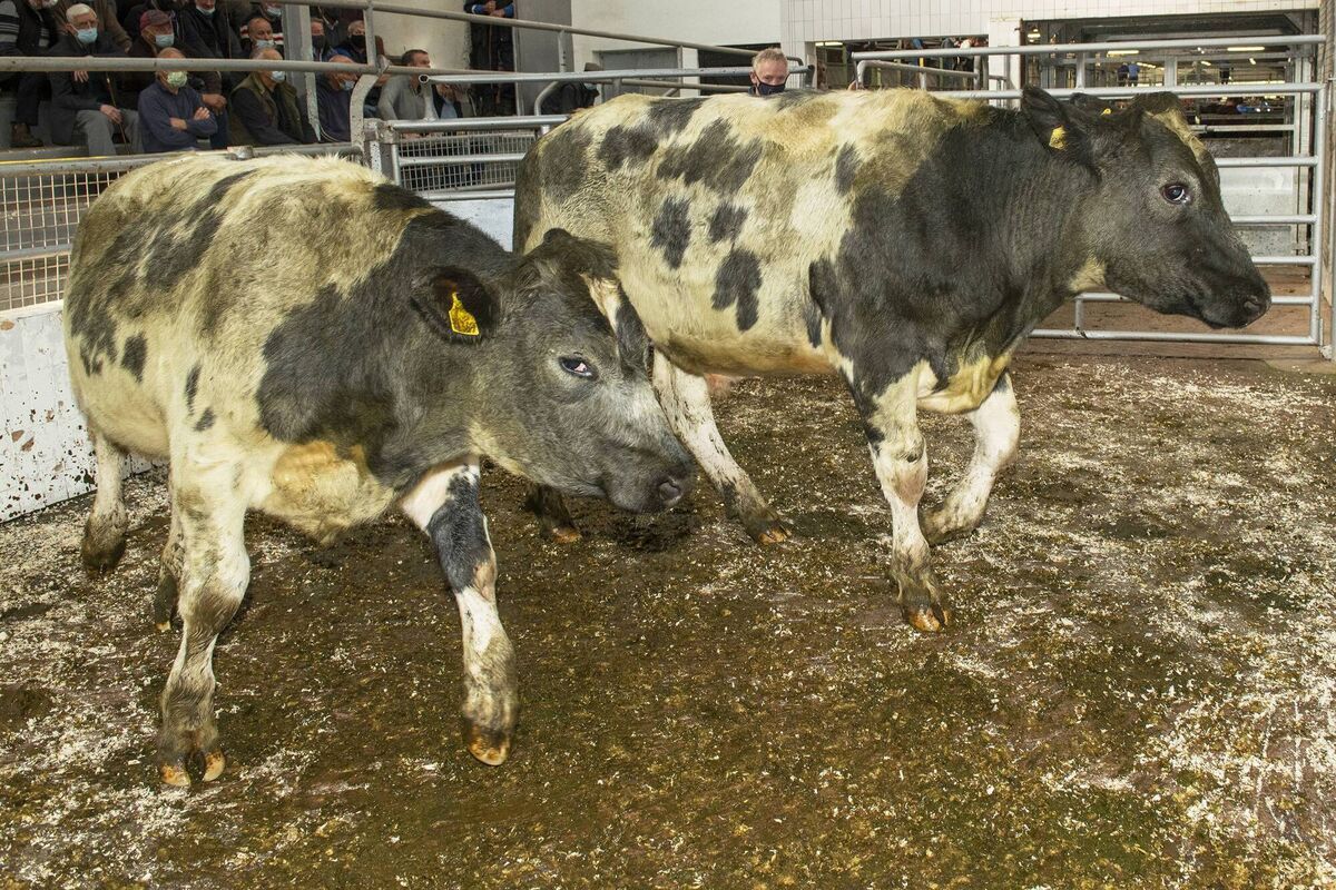 Two Belgian Blue bullocks born in February '20 with an average weight of 500kg sold for €1,050 each at a sale in Bandon Mart. Picture: O'Gorman Photography.