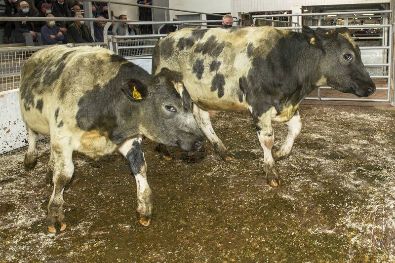 Two Belgian Blue bullocks born in February '20 with an average weight of 500kg sold for €1,050 each at a sale in Bandon Mart. Picture: O'Gorman Photography. Two Belgian Blue bullocks born in February '20 with an average weight of 500kg sold for €1,050 each at a sale in Bandon Mart. Picture: O'Gorman Photography.
