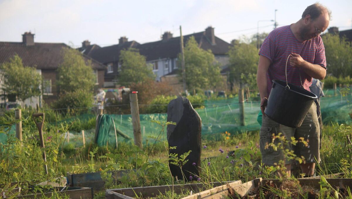 Tress Please's Tom Campbell, watering trees at an allotment in Churchfield
