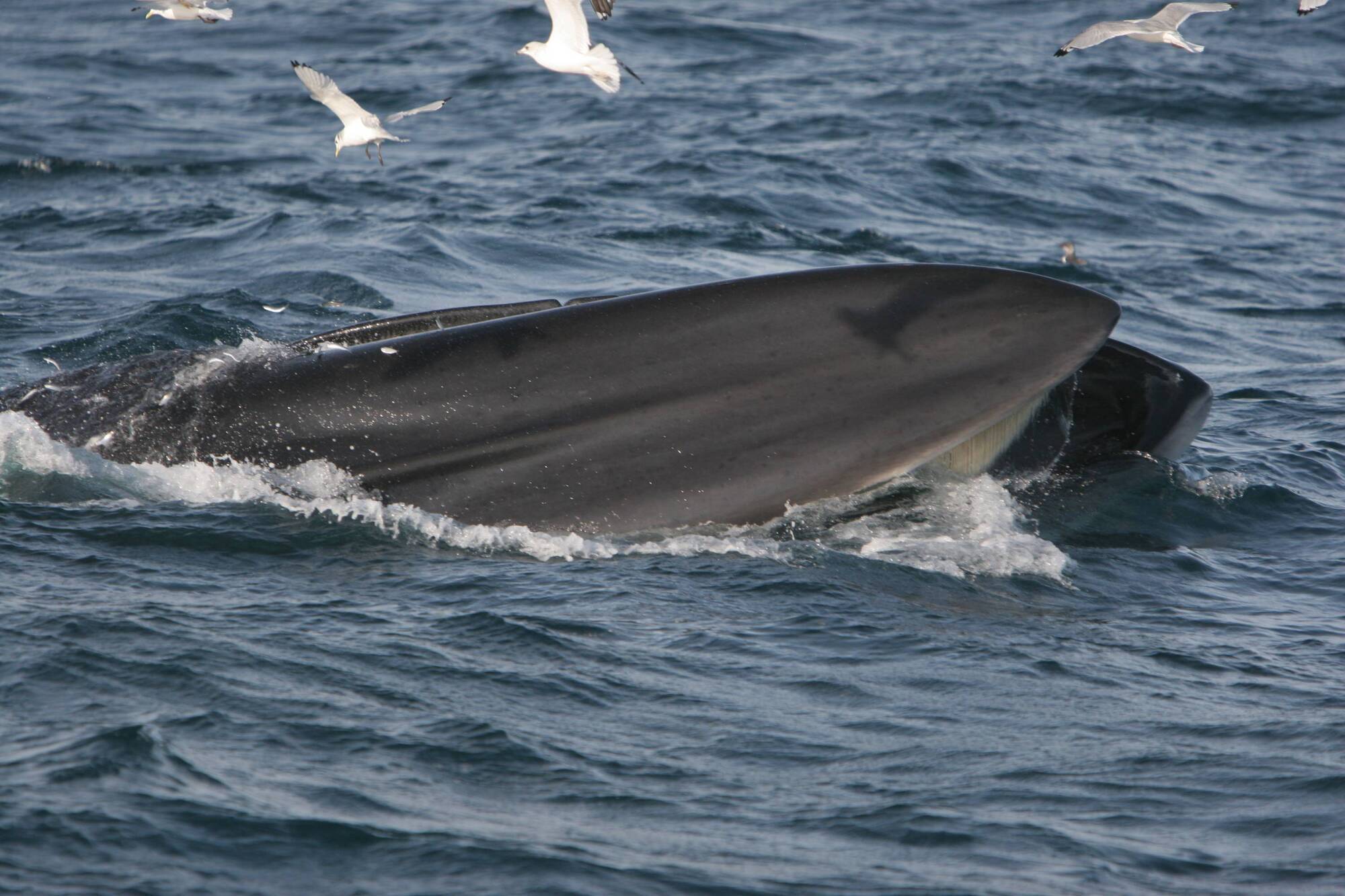 A Fin whale 'lunge-feeding' on sprat off the west Cork coast.