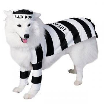 Prisoner dog costume from thecostumeshop.ie, €24.99 Halloween costumes for dogs article Prisoner dog costume from thecostumeshop.ie, €24.99 Halloween costumes for dogs article