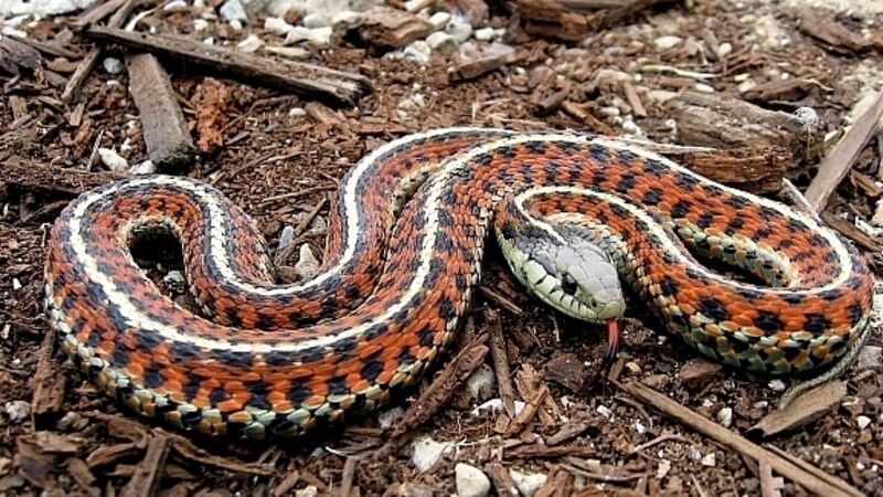 Snake on a train forces mass evacuation Snake on a train forces mass evacuation