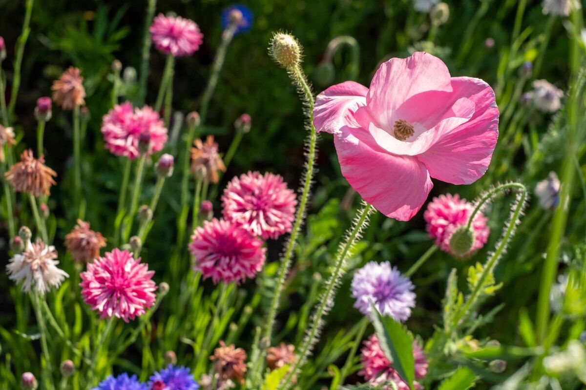 Wildflowers add colour and attract wildlife. Picture: Alamy/ PA