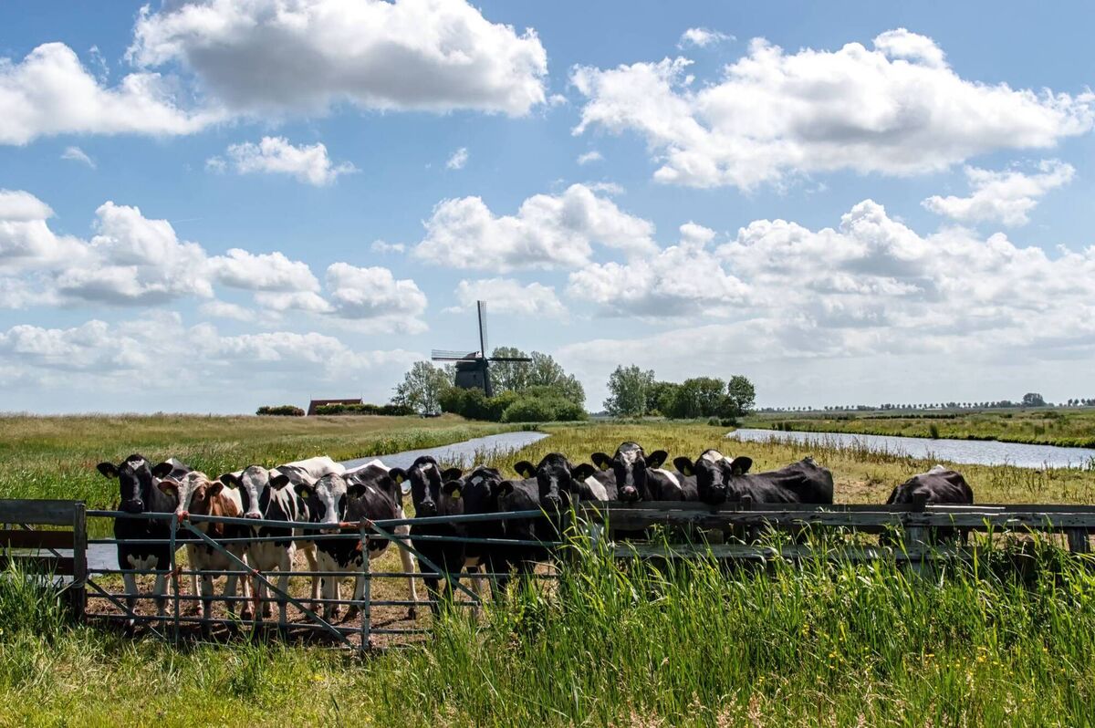 “One way to solve the greenhouse gas problem here would be to provide an attractive scheme for suckler farmers to get out altogether and then cap the number of dairy cows,” suggests Mike Brady. “There is the problem solved overnight! Politically that would be a hot potato, of course…” “One way to solve the greenhouse gas problem here would be to provide an attractive scheme for suckler farmers to get out altogether and then cap the number of dairy cows,” suggests Mike Brady. “There is the problem solved overnight! Politically that would be a hot potato, of course…”