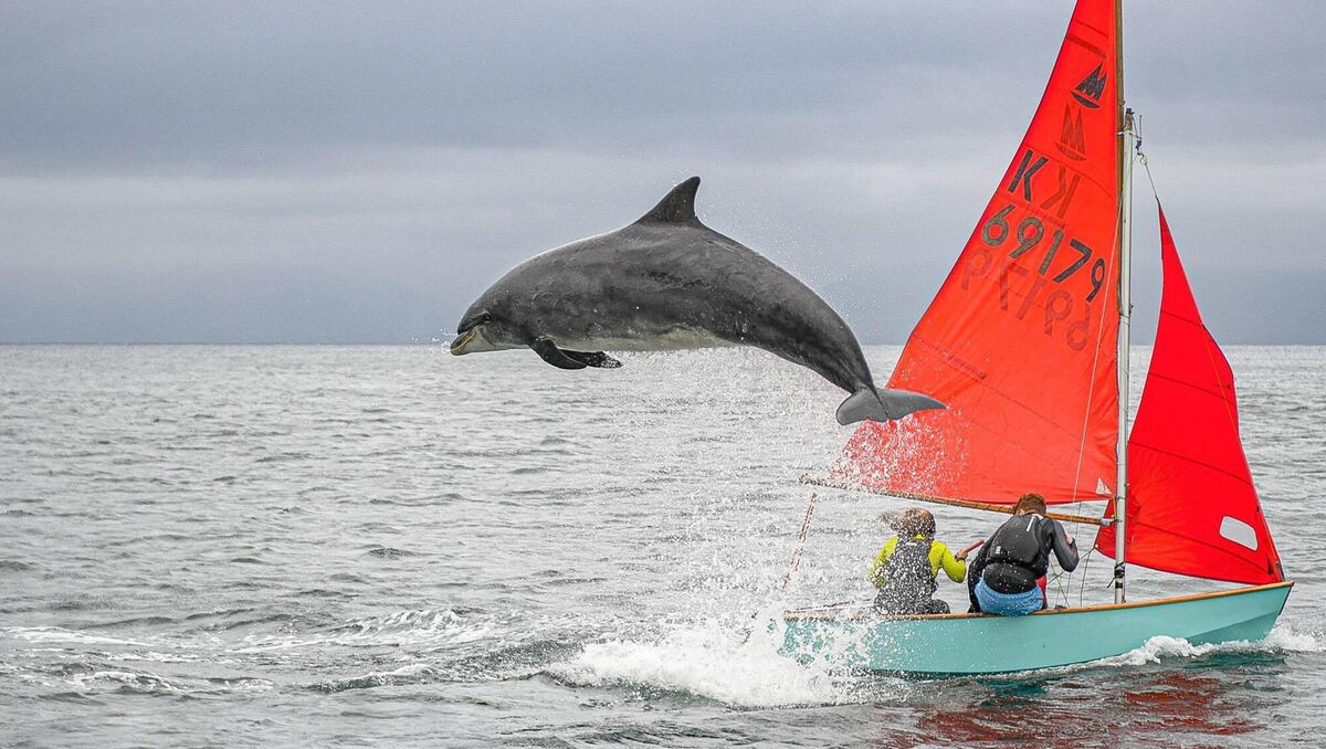 Fungie. Picture: Graham Murphy