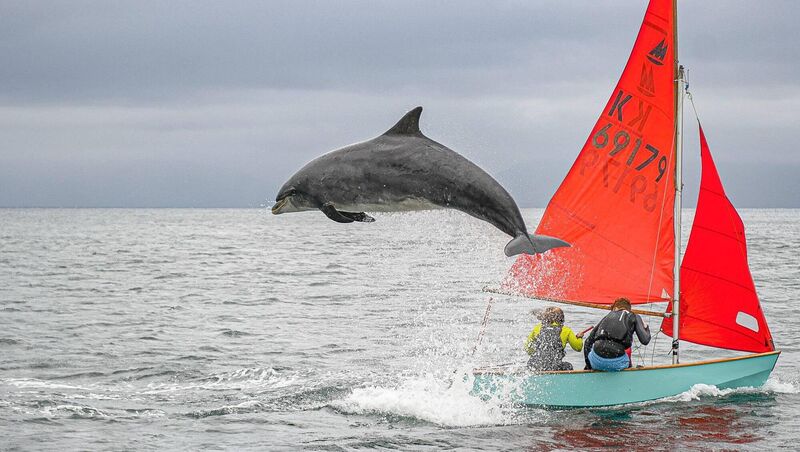 Fungie. Picture: Graham Murphy Fungie. Picture: Graham Murphy