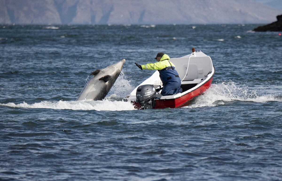  Jimmy Flannery with Fungie. Picture: Domnick Walsh 